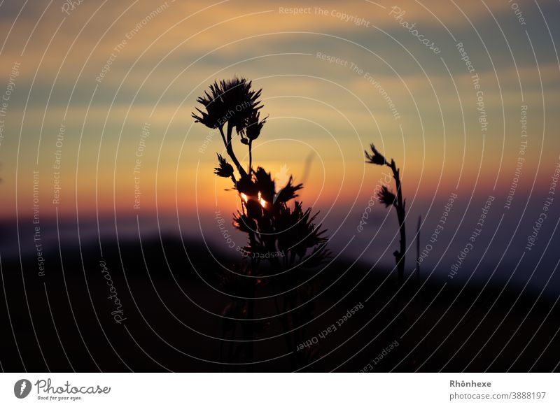 Silhouette of a thistle-like plant at sunset Sunset in the evening Twilight Sky Evening Exterior shot Colour photo Plant silouettes Deserted Nature Contrast