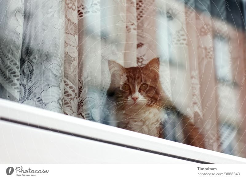 Cat looks outside and waits Window Window pane Glass Drape Curtain Wait sad Deserted Animal Animal face Reflection Pet 1