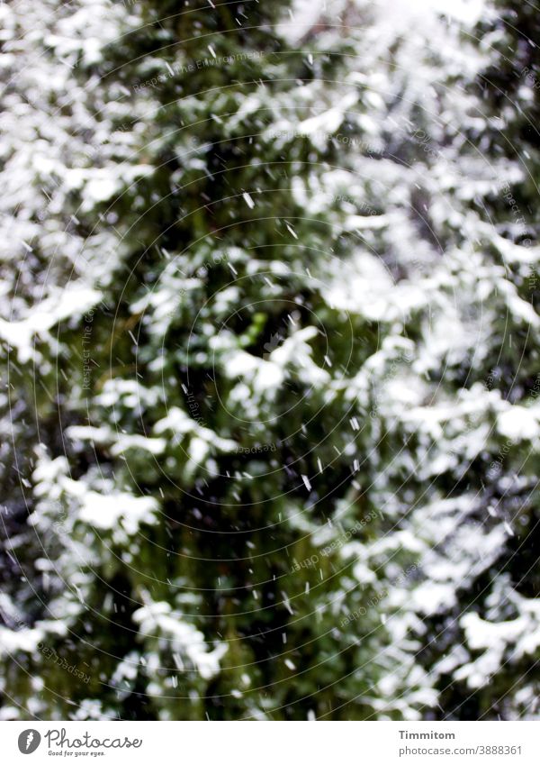 Spruces in winter with snow spruces Snow Winter Snowfall Forest Cold Nature Deserted Tree Green White Exterior shot Colour photo