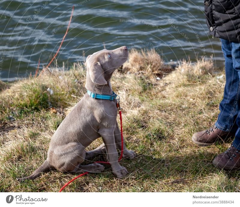 Weimaraner puppy at the lake looks up attentively Puppy Dog Pet Animal Brown pretty Hound portrait Purebred Hunting Language Grass youthful joyfully Mammal Romp