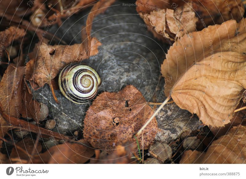in the snail's nest Environment Nature Plant Animal Autumn Crumpet 1 Dark Round Dry Under Calm Decline Transience Change Time Autumn leaves Autumnal Early fall