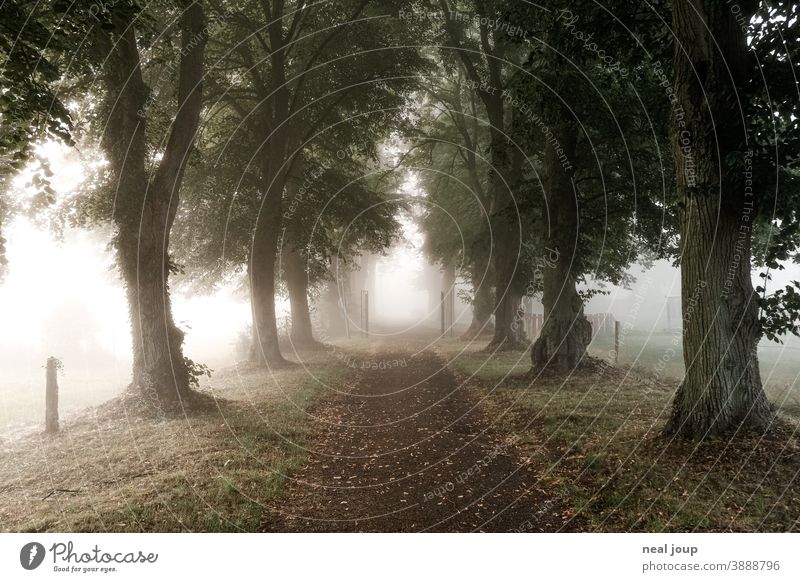 Avenue between rows of trees in the morning mist Nature awakening early Lanes & trails Tree Perspective Direction Fog Soft Diffuse poetry Autumn Calm