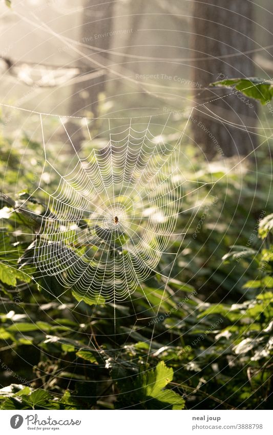 Cobweb in the forest at dawn Nature Environment Animal Spider Cross spider Spider's web structure Delicate Trap Wait strategy Forest leaves Morning dew drops