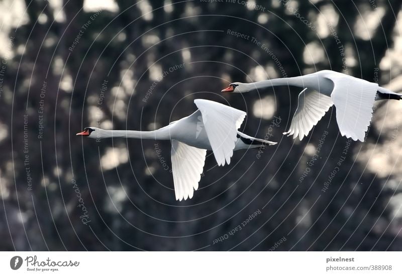 White grace Nature Animal Water Drops of water Wild animal Bird Swan Mute swan 2 Flying Esthetic Free Above Beautiful Power Graceful Freedom