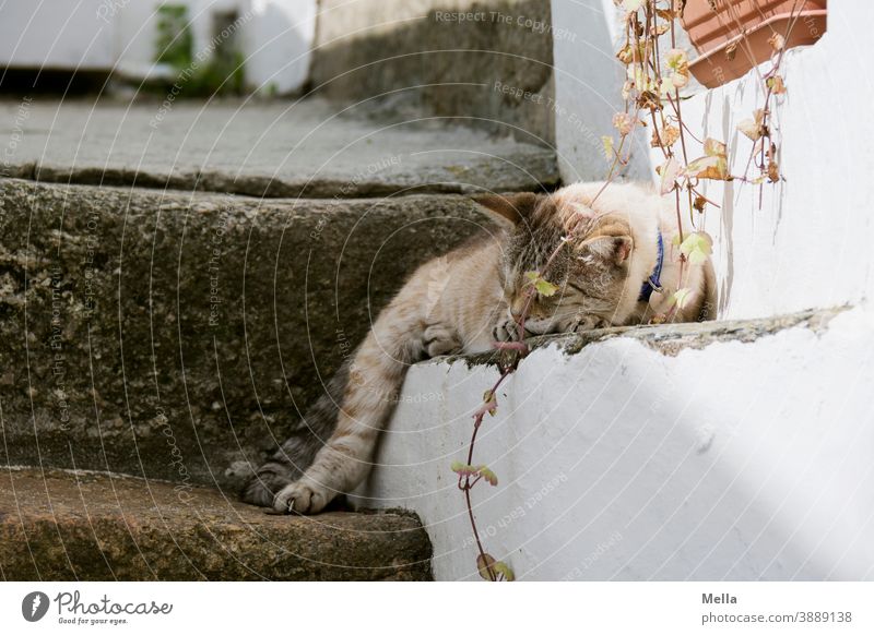 Schlaraffenland | Chilling cat - After the meal is before the meal Cat Domestic cat Pet Animal Sleep Relaxation 1 Lie Calm Exterior shot Contentment Closed eyes