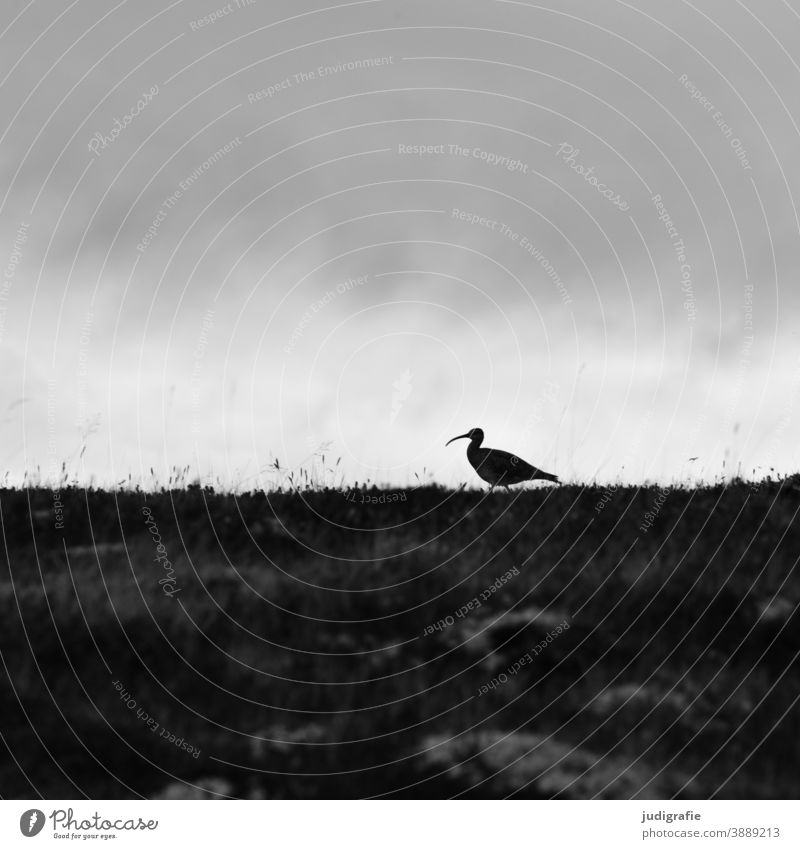 Whimbrel on meadow in front of cloudy sky Bird Iceland Animal Exterior shot Silhouette Sky Clouds Black & white photo Wild animal Nature Dark curlew Snipe Bird