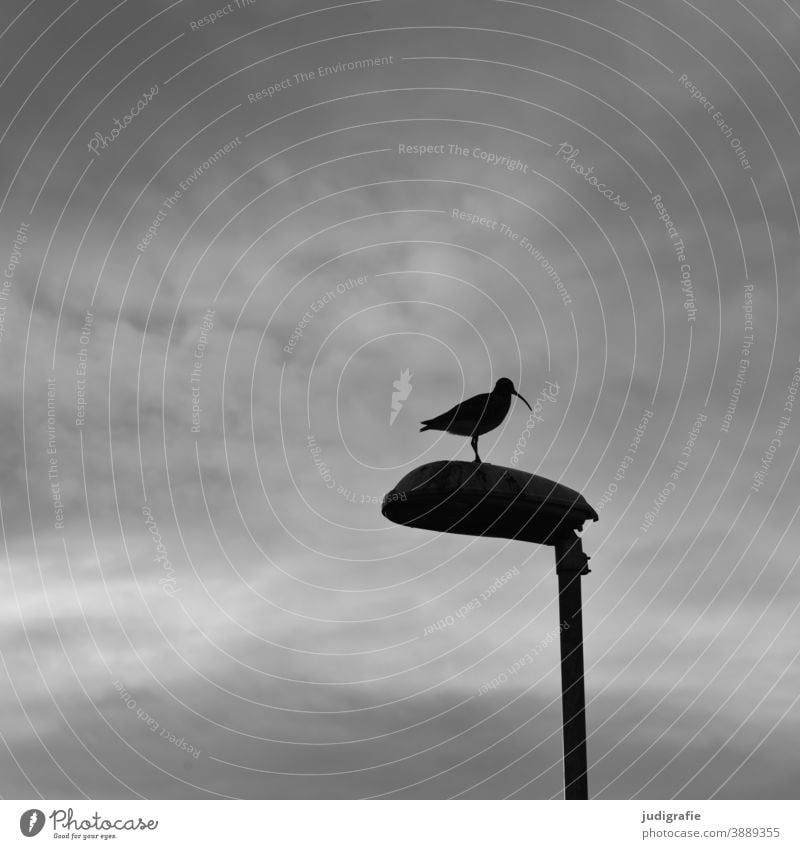 Whimbrel on lantern in front of cloudy sky Bird Iceland Lantern Animal Exterior shot Silhouette Sky Clouds Black & white photo Wild animal Nature Dark curlew