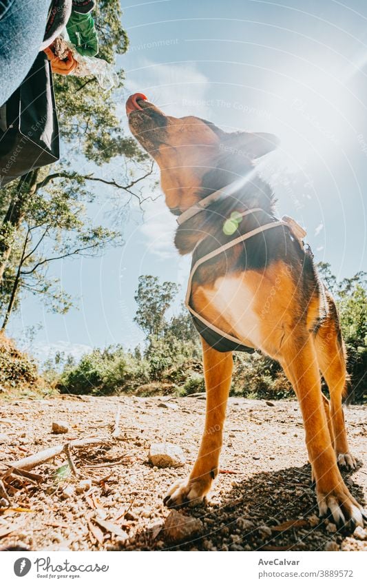 Cute dog about to getting feed during a super sunny day in the forest adorable enjoy lifestyle cute fun snout pet home closeup domestic bed happy goofy resting