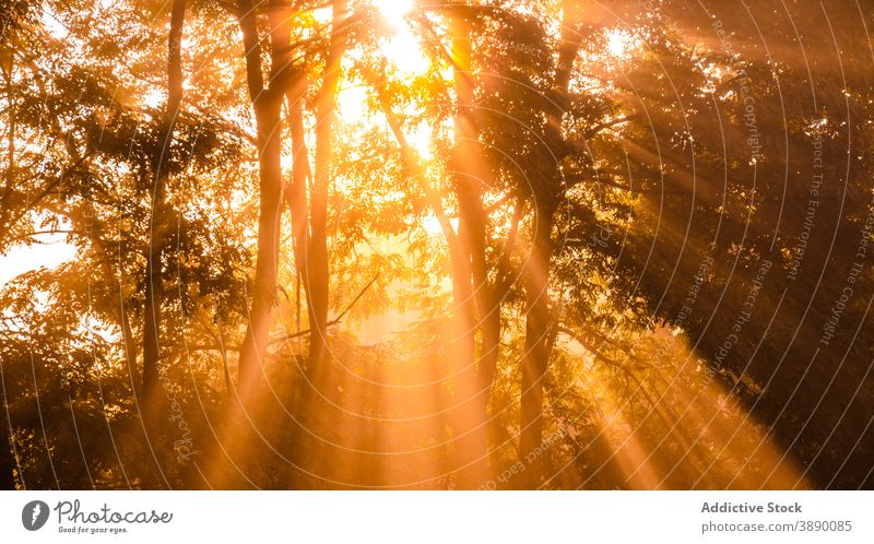 Sun shining through tree branches in forest sunbeam ray bright morning nature woods scenery environment woodland sunlight penetrate foliage scenic plant fresh