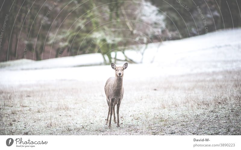 Deer in frost outside in the nature Winter Wild Roe deer Cold icily chill Seasons Snow Animal Meadow Forest