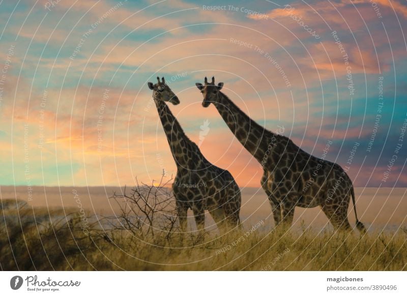 Two giraffes in Etosha National Park, Namibia namibia etosha safari africa etosha national park savanna african wild animal big camelopardalis desert giraffa