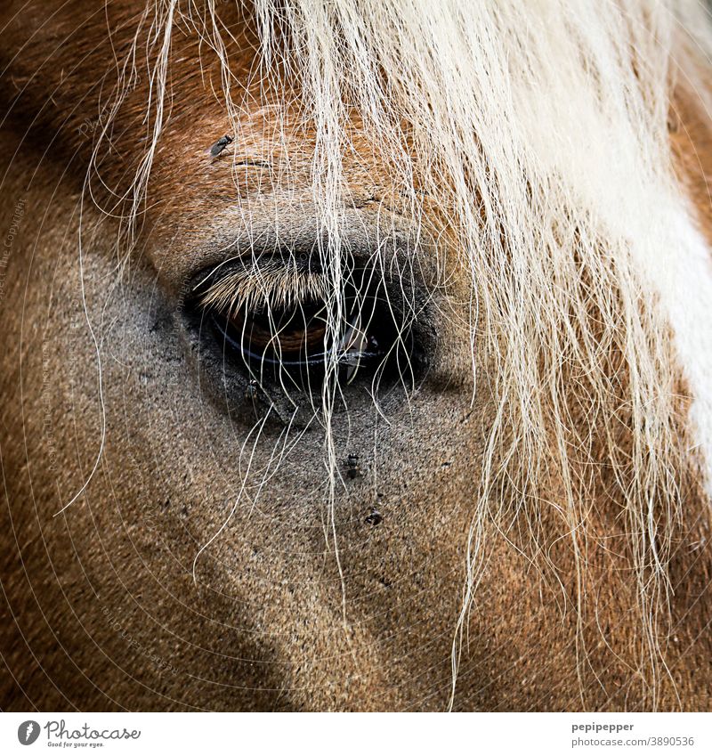 horse face, close-up with eye Horse Face Animal Nature animal portrait Eyes Mane Hair and hairstyles Brown Pelt Mammal Head Animal portrait Animal face pretty