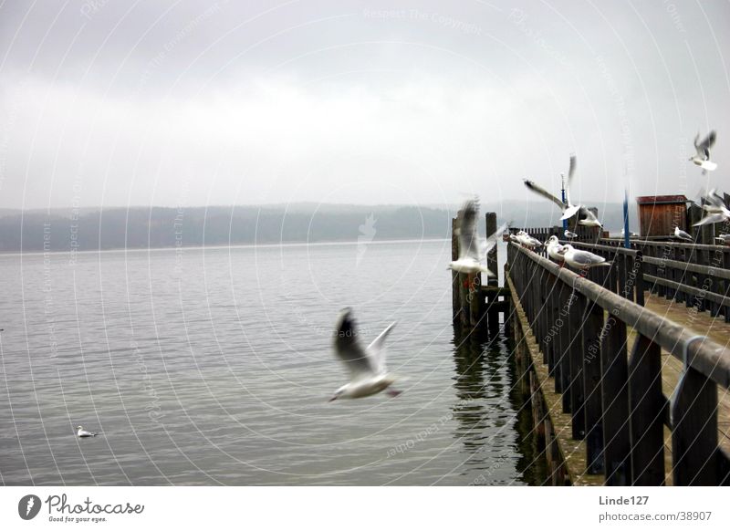 gulls Seagull Lake Ammer Footbridge Autumn Fog