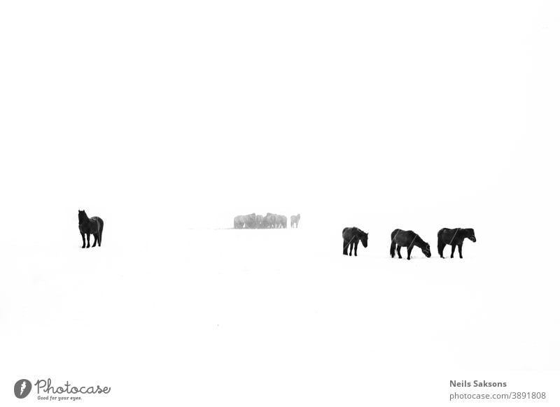 herd of horses in white field in winter equine Silhouette silhouettes equestrian animal nature pet care ranch country countryside love freedom wild breed ride
