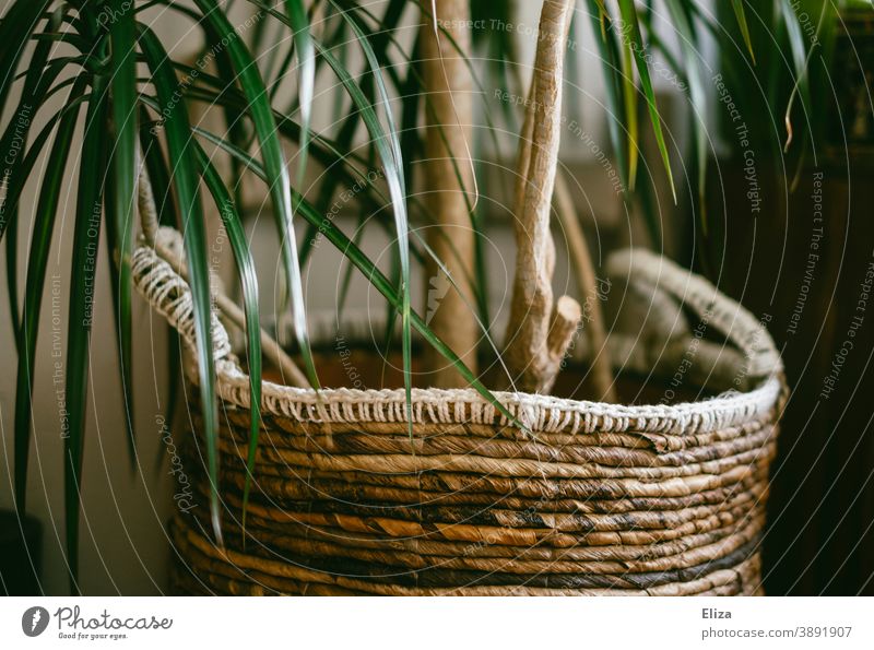 An indoor palm tree with a basket as a planter Houseplant Plant Plant basket Basket Green at home Foliage plant Pot plant