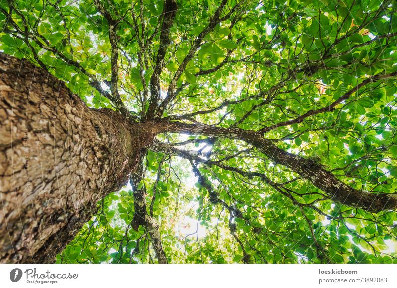 Low angle view of large tropical tree along the trunk with sunlit green leaves, Palenque, Chiapas, Mexico jungle mexico nature natural environment outdoor leaf