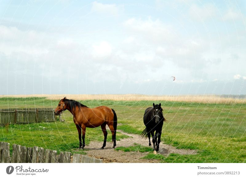 Horses with little interest in kitesurfing horses Meadow path Fence Nature Sky Clouds Kitesurfing Landscape Green Blue Animal Grass Horizon North Sea
