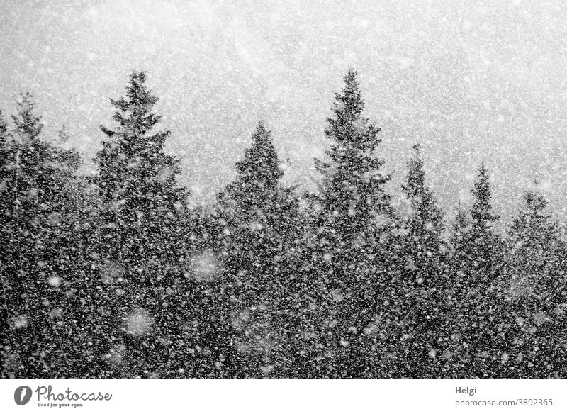 Snow flurry - it is snowing in the fir forest snowflakes snow flurries Winter chill Fir tree Tree Spruce Cold Exterior shot Nature Forest Frost Deserted