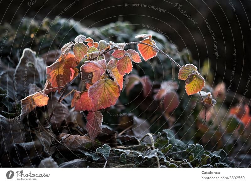 Blackberry vines covered with frost, stand out from the dark background Nature flora Plant Blackberry Vine Ivy Frost Ice chill Leaf Winter Garden Orange Brown
