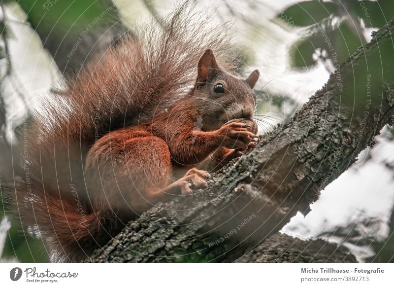 Eating squirrel in a tree Squirrel sciurus vulgaris Animal face Head Eyes Nose Ear Muzzle Tails Claw Pelt Rodent Wild animal Tree Leaf Near Cute To feed nibble