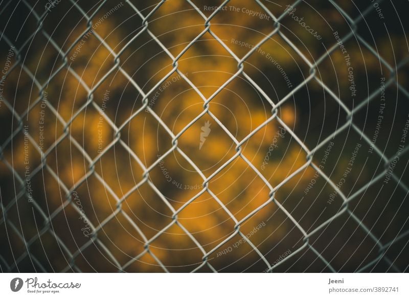 Mesh wire fence in front of a blurred yellow glowing background Wire netting fence Yellow Illuminate Bright Colours luminescent Orange Autumn leaves Leaf