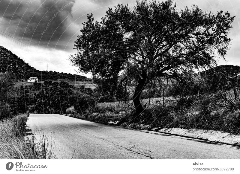 tree_street_home_life feelings of happiness house city lonely background travel old road landscape tourism nature europe beautiful sky loneliness asphalt light