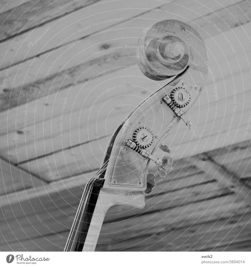 Jazz Bass Double bass Plucking instrument stringed instrument Head Above Black & white photo Acoustic Deserted Structures and shapes detailed view Long shot