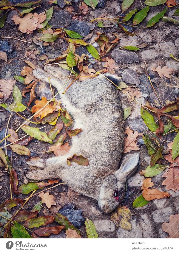 broken eye rabbit leaves Death Eyes stretched out Animal Pelt Colour photo Animal portrait Exterior shot Deserted Animal face foliage all fours