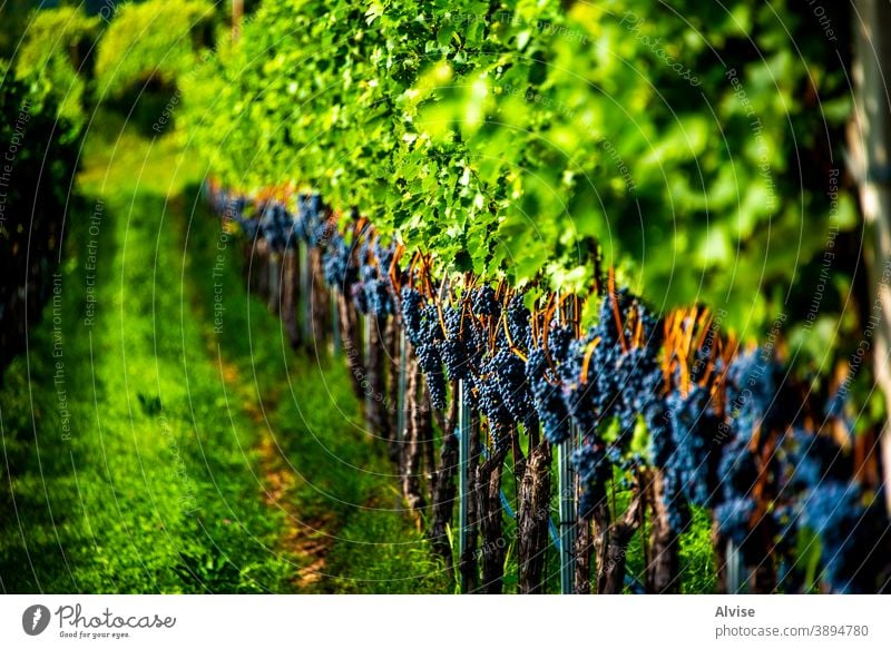 rows of vines one fruit harvest grape nature grapevine stalk green leaf ripe food plant crop blue bunch fresh background wine organic summer agriculture