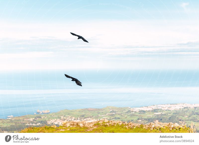 Birds flying over green meadow in bird mountain soar together sky float sunny el mazuco asturias spain rock nature avian wildlife ornithology scenery landscape