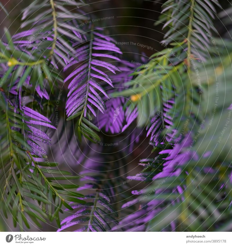 Purple colored needles on a tree close up abstract Art Background beautiful branch celebration christmas clean colorful conifer coniferous creative design