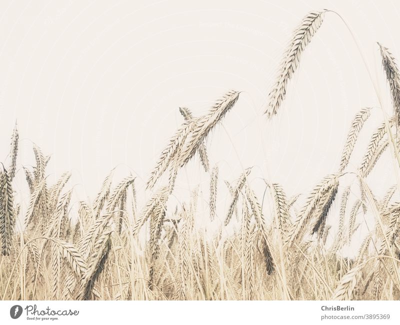 Grain field, ears close up pale colours Ear of corn Close-up Field Agriculture Agricultural crop Summer Nature Exterior shot Deserted Environment Cornfield