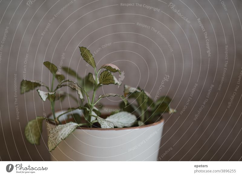 Fittonia indoor plant with Copy Space Houseplant Plant copy space white space leaves Delicate Fragile Small wax Growth Nature naturalness Close-up