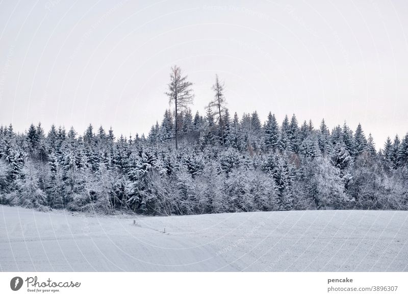 vornehme blässe Winter Schnee Hügel Wald Himmel Waldrand Landschaft Allgäu Detail Frost Erholung blass Winterlicht