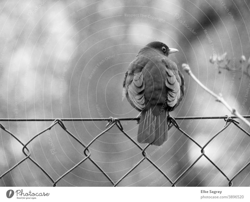 Blackbird on observation post Bird Exterior shot Animal portrait Shallow depth of field Black & white photo Day Copy Space top