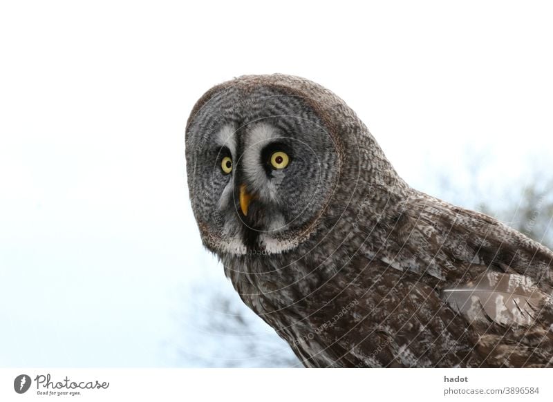 The owls (Strigiformes) are an order of birds Bird Bird of prey bird of prey Nightbird Hunter noiseless Flying feathers