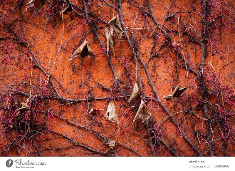 climber in autumn Autumn Autumnal climbing plant creeper foliage leaves Twig Branch Plant Nature naturally Orange Wall (building) house wall Plaster Facade