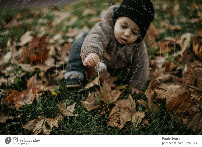 Toddler playing at with Dandelion on autumn leaves Autumn Authentic Autumn leaves Autumnal Winter fall Colour photo Child Automn wood Autumnal weather Leaf