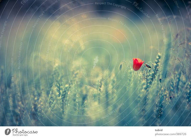 Poppy in the field Grain Nature Sunlight Summer Plant Agricultural crop Ear of corn Red Back-light Colour photo Exterior shot Detail Deserted Evening