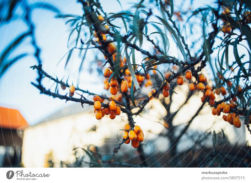 Sea buckthorn beautiful beauty blaze of color bloom blossom bokeh bright brown bunch closeup colorful colors colour countryside fantasy flora floral florescence