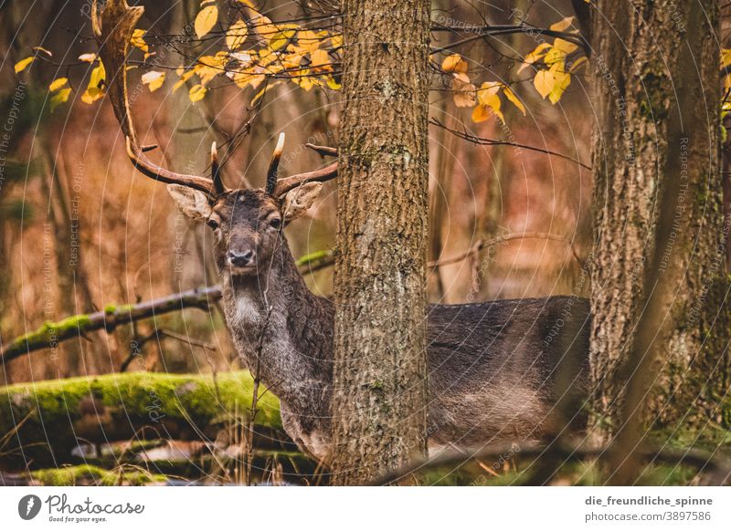 Deer in the forest stag Roe deer Wild Fallow deer Forest Animal Exterior shot Wild animal Nature Colour photo Animal portrait Day Mammal Grass Deserted Hunting