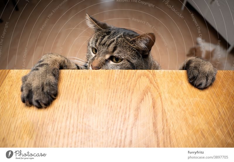 greedy curious cat rearing up leaning on wodden table with paws mixed breed cat tabby copy space wood begging - animal behavior claws fur feline looking funny