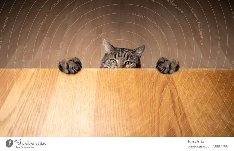 greedy curious cat rearing up leaning on wodden table with paws mixed breed cat tabby one animal copy space wood begging - animal behavior claws fur feline