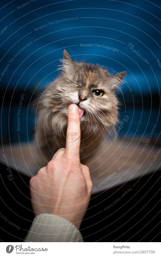 cute hungry cat licking creamy snack off finger in blue hour maine coon cat longhair cat one animal human hand feeding cat food treat tasty pet food delicious