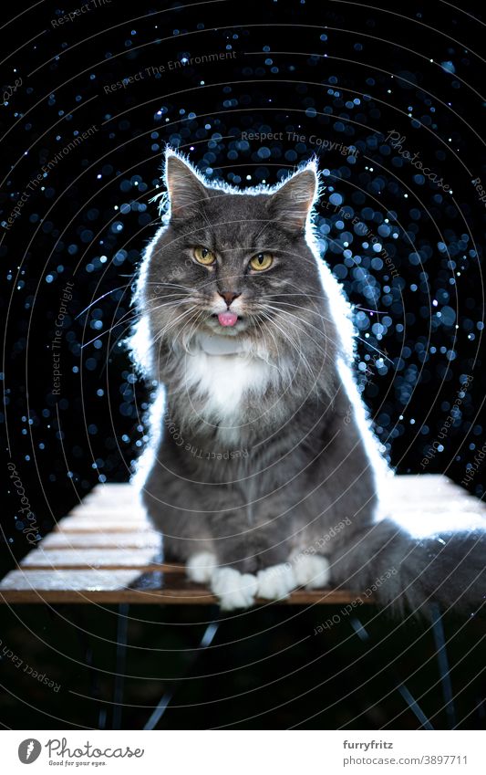 longhair cat portrait at night in the rain with backlight maine coon cat one animal rainy wet bad weather cute adorable beautiful fluffy fur feline
