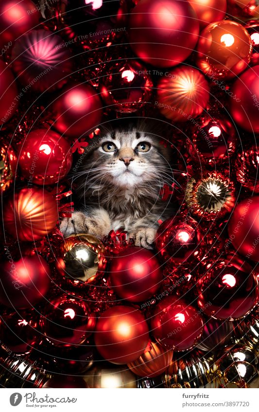 adorable kitten red christmas bauble decoration portrait with copy space cat maine coon cat longhair cat one animal gold ornate xmas funny cute beautiful fluffy