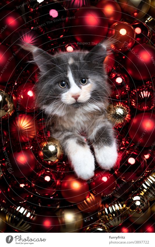 adorable maine coon kitten red christmas baubles portrait cat maine coon cat longhair cat one animal gold decoration ornate xmas funny cute beautiful fluffy fur