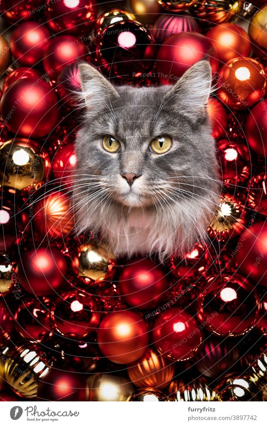 red christmas bauble decoration cat portrait maine coon cat longhair cat one animal gold ornate xmas funny cute adorable beautiful fluffy fur feline hole