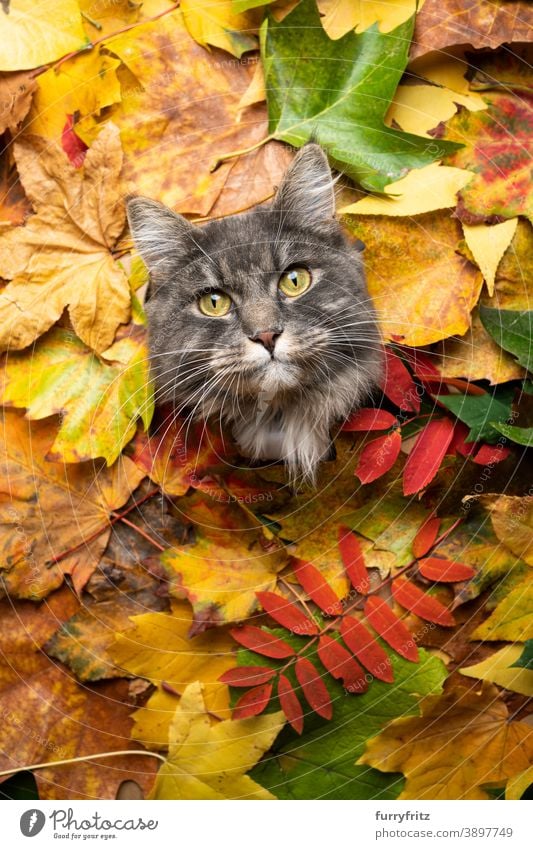 blue tabby cat surrounded by colorful autumn leaves portrait with copy space maine coon cat longhair cat one animal cute adorable beautiful fluffy fur feline