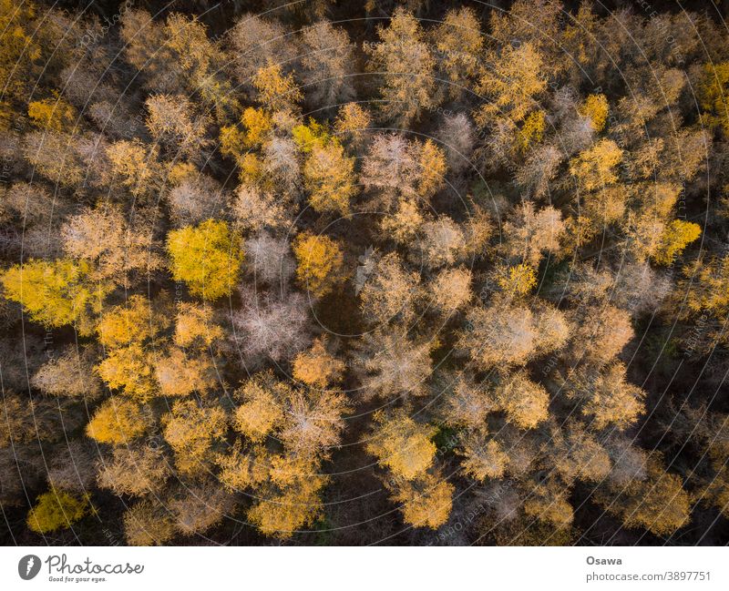Autumn forest from above Forest trees Nature Landscape plants Tree Environment Exterior shot Green Colour photo Plant Deserted Day Orange Gold aerial photograph